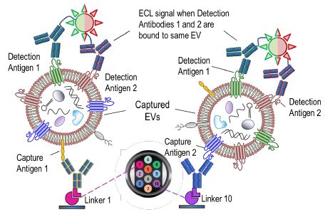 Assay format “C,” ultrasensitive assays for intact two-marker EVs: e.g. CEA+CD73+ EVs